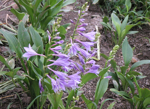 紫玉簪